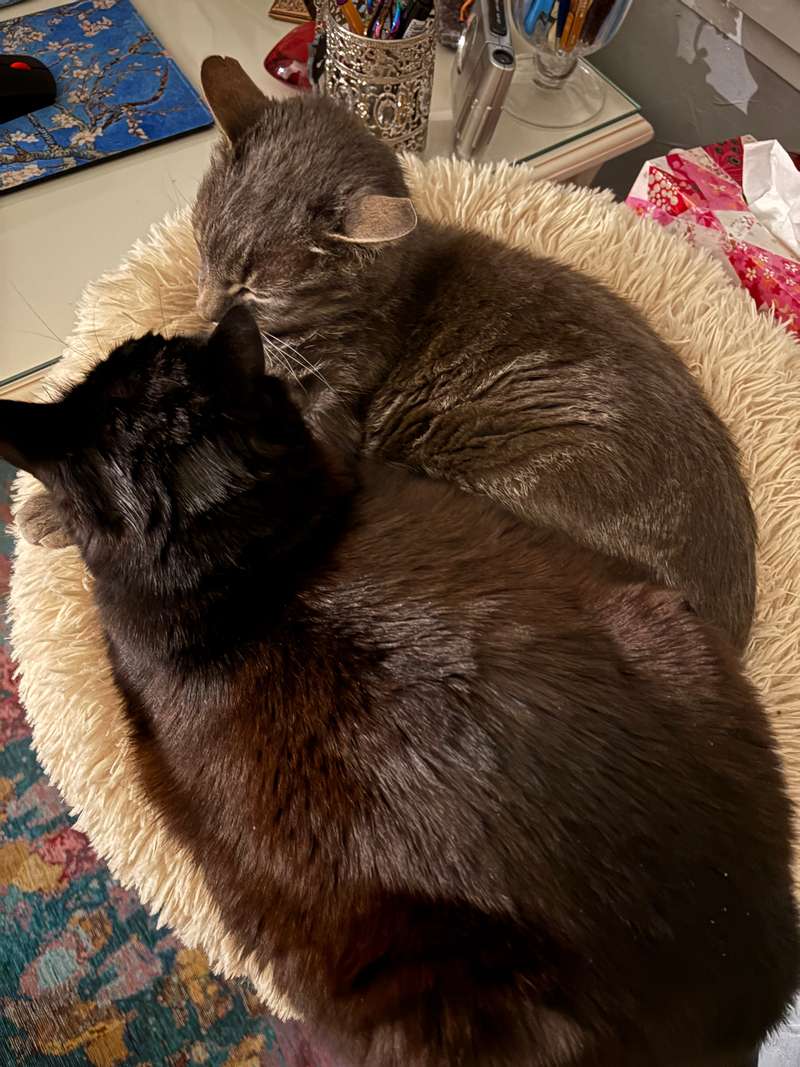 Coussin chauffant ou apaisant