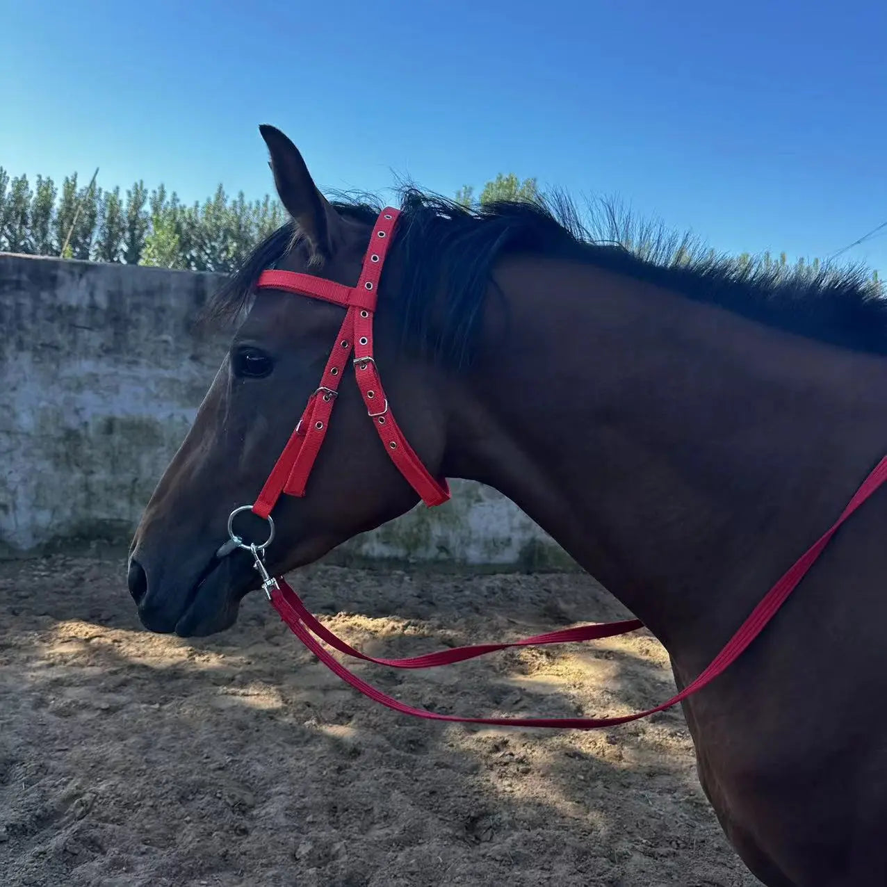 licol pour licorne KageShop